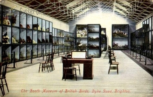 Image of Brighton - Booth Museum of British Birds