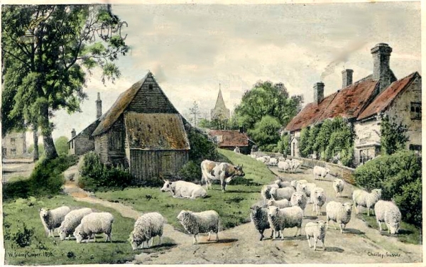 Chailey - Sheep in the village