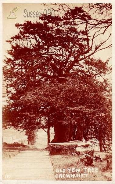 Image of Crowhurst - Old Yew Tree (in churchyard)