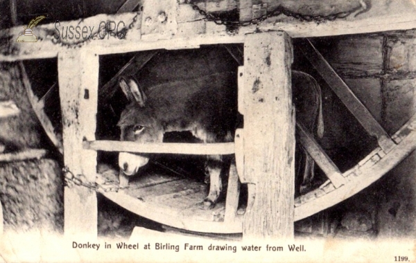 Image of East Dean - Birling Farm - Donkey in Wheel