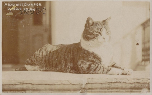 Image of Hastings - Champion Cat