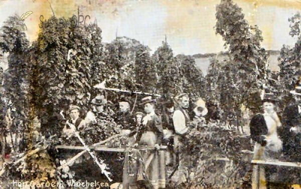 Image of Winchelsea - People working in Hop Garden