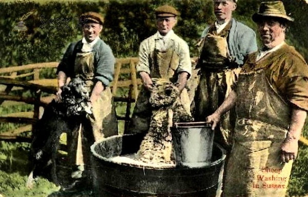 Image of Sheep Washing in Sussex