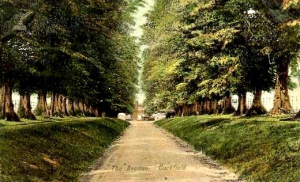 Image of Cuckfield - The Avenue, Cuckfield Park