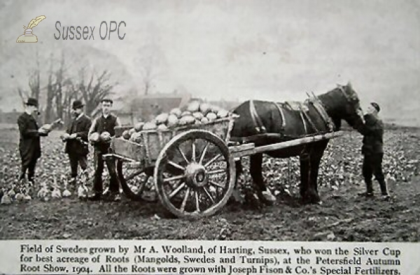 Image of Harting - Mr A Woolland's swedes