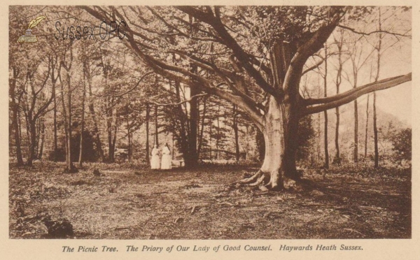 Haywards Heath - The Priory (Picnic Tree)